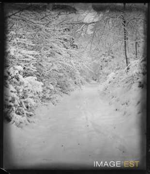 Forêt enneigée