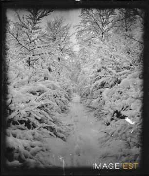 Forêt enneigée