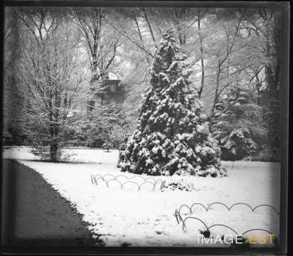 Sapin (Nancy)