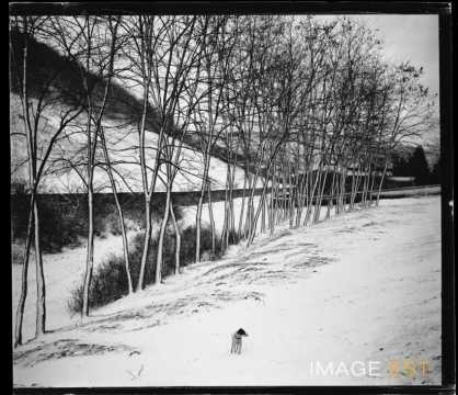 Chien dans un paysage enneigé