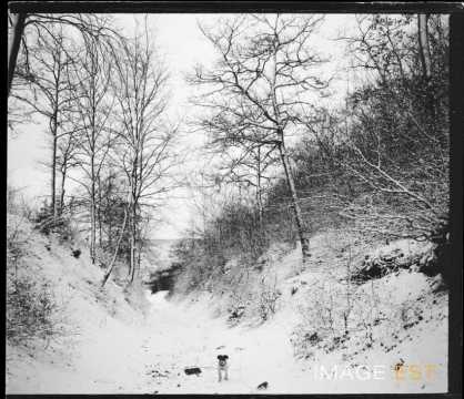 Chien sur un chemin enneigé