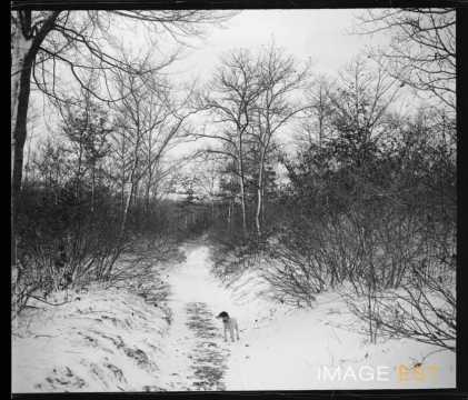 Chien sur un chemin enneigé
