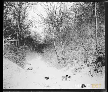 Chien sur un chemin enneigé