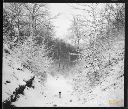 Chien sur un chemin enneigé