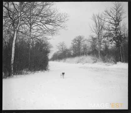 Chien dans une forêt