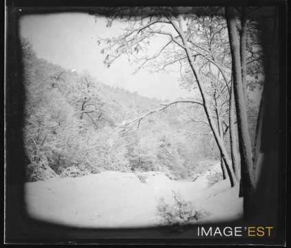 Forêt enneigée