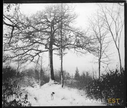 Chien dans une forêt