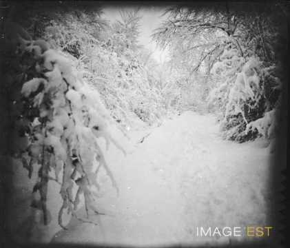 Forêt enneigée