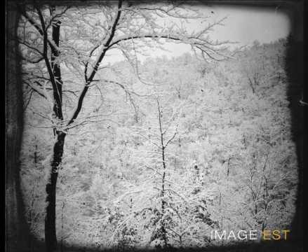 Forêt enneigée