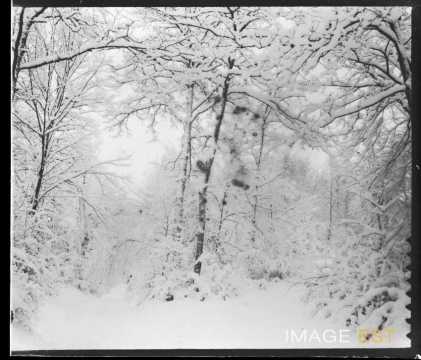 Forêt enneigée