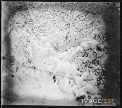 Forêt enneigée