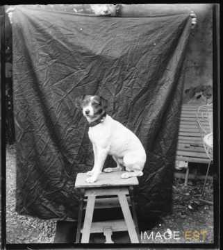 Chien (Nancy)