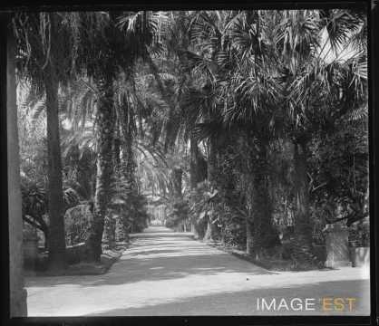 Allée de palmiers et dattiers (Palerme)