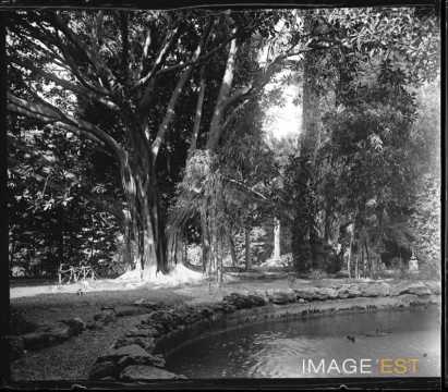 Ficus du jardin Garibaldi (Palerme)