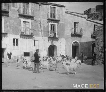 Troupeau de chèvres (Agrigente)