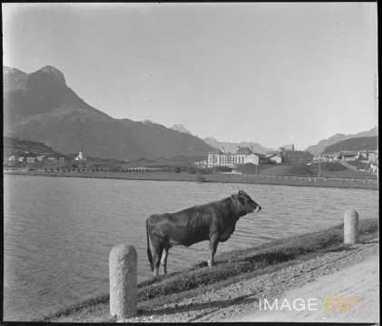 Taureau au bord du lac Sils (Maloja)