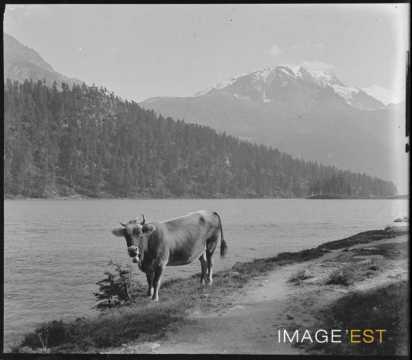 Taureau au bord d'un lac (Maloja ?)