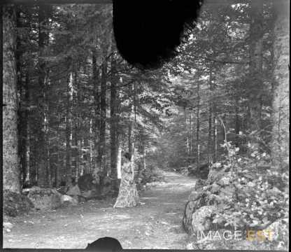 Femme dans une forêt (Vosges)