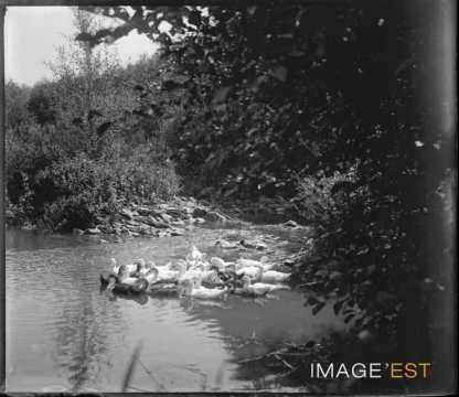 Canards (Vosges ?)