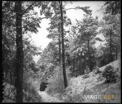 Forêt enneigée (Meurthe-et-Moselle ?)