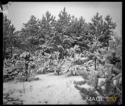 Forêt enneigée (Meurthe-et-Moselle ?)