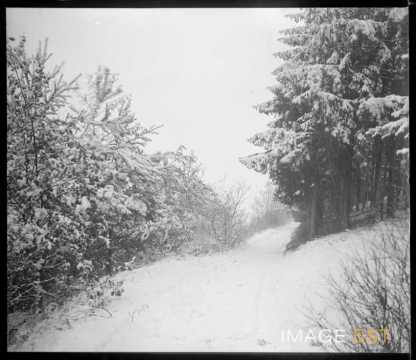 Forêt enneigée (Meurthe-et-Moselle ?)