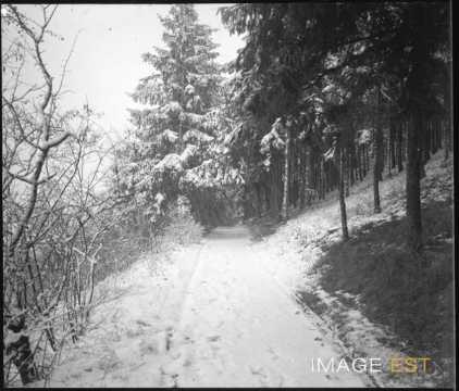 Chemin forestier enneigé