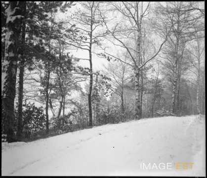 Chemin forestier enneigé