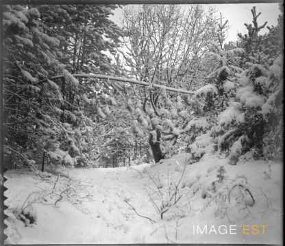 Forêt enneigée