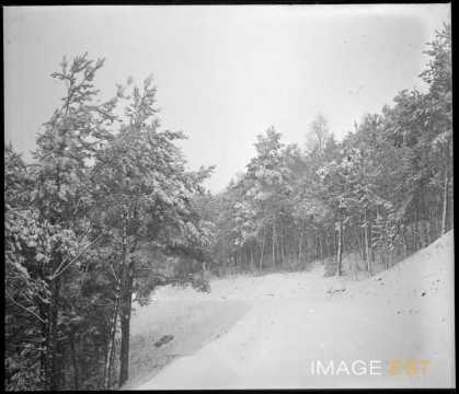 Forêt enneigée
