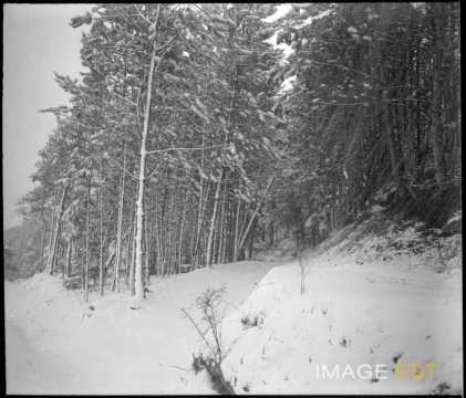 Forêt enneigée