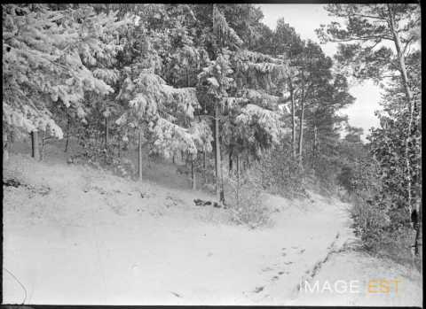 Forêt enneigée