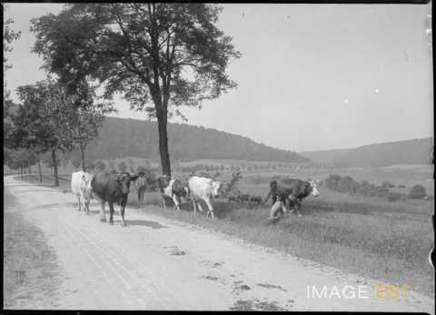Troupeau de vaches (Meurthe-et-Moselle ?)