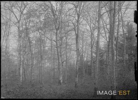 Forêt (Meurthe-et-Moselle ?)