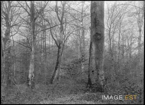 Forêt (Meurthe-et-Moselle ?)