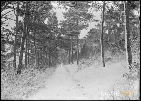 Chemin forestier enneigé (Meurthe-et-Moselle ?)