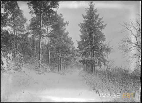 Chemin forestier enneigé (Meurthe-et-Moselle ?)
