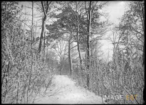Chemin forestier enneigé (Meurthe-et-Moselle ?)