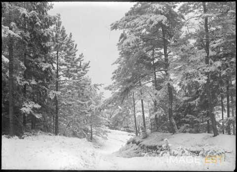 Forêt enneigée (Meurthe-et-Moselle ?)
