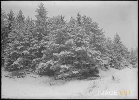 Sapins sous la neige (Meurthe-et-Moselle ?)