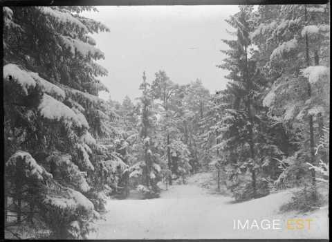 Forêt enneigée (Meurthe-et-Moselle ?)