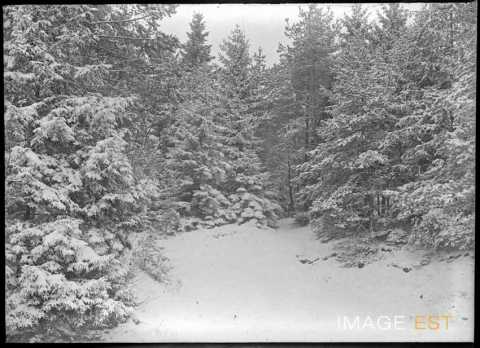 Sapins sous la neige (Meurthe-et-Moselle ?)