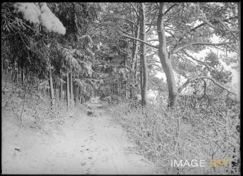 Chemin forestier enneigé (Meurthe-et-Moselle ?)