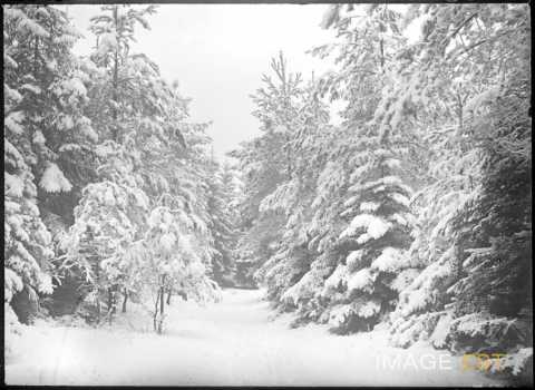 Sapins sous la neige (Meurthe-et-Moselle ?)