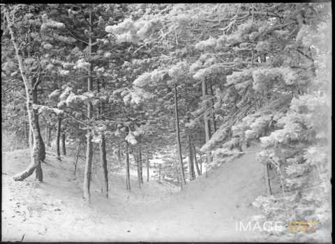 Forêt enneigée (Meurthe-et-Moselle ?)
