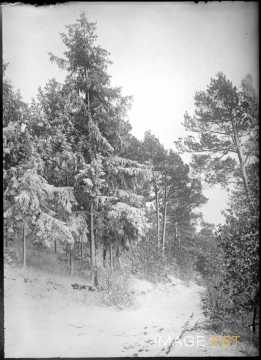 Forêt enneigée (Meurthe-et-Moselle ?)