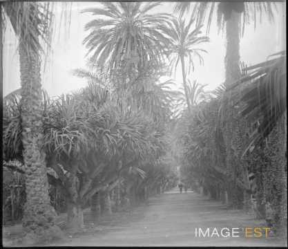 Jardin d'Essai (Alger)