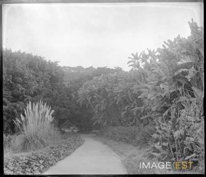 Jardin d'Essai (Alger)