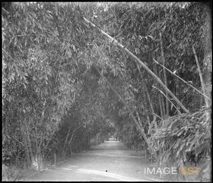 Jardin d'Essai (Alger)
