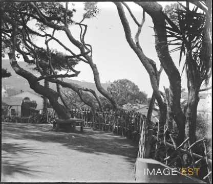 Jardin Marengo (Alger)